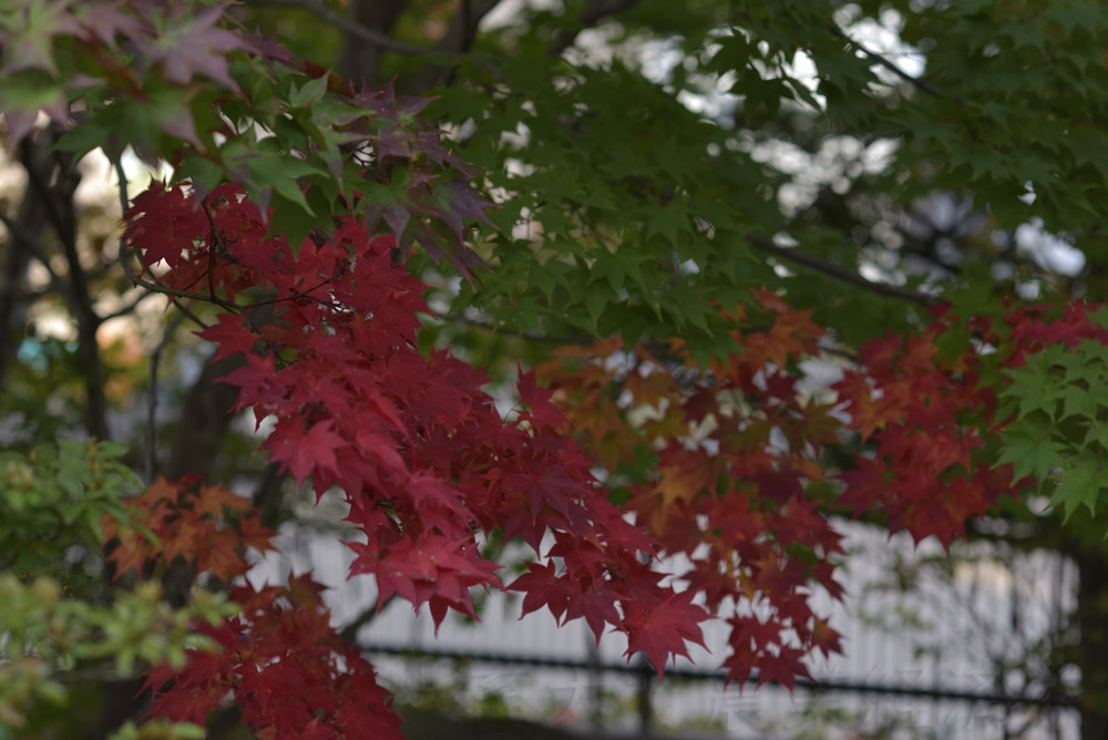 colored leaves