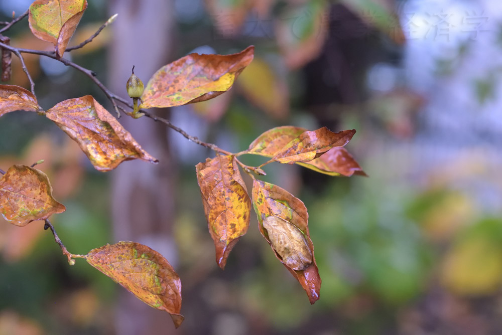 colored leaves