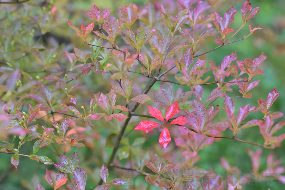 colored leaves