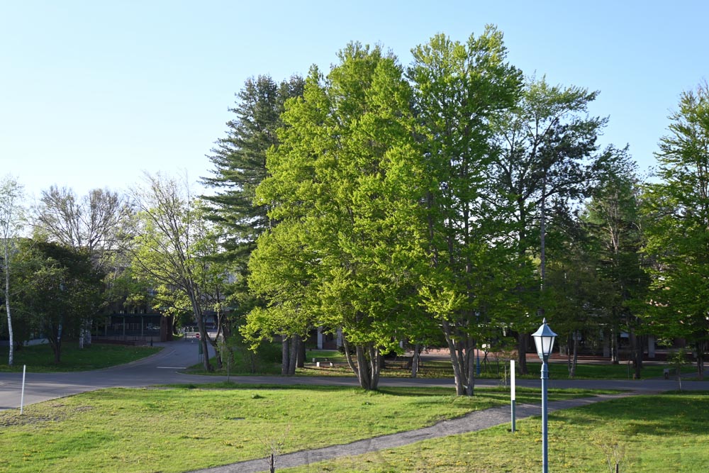 a tree