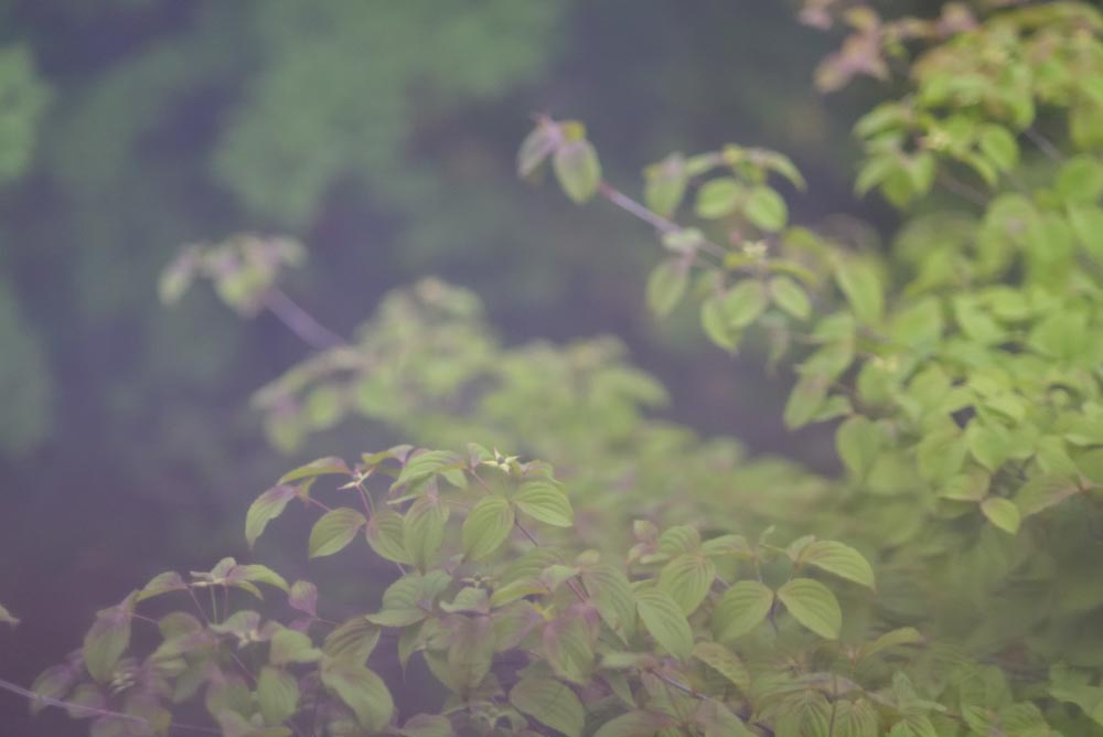 a tree