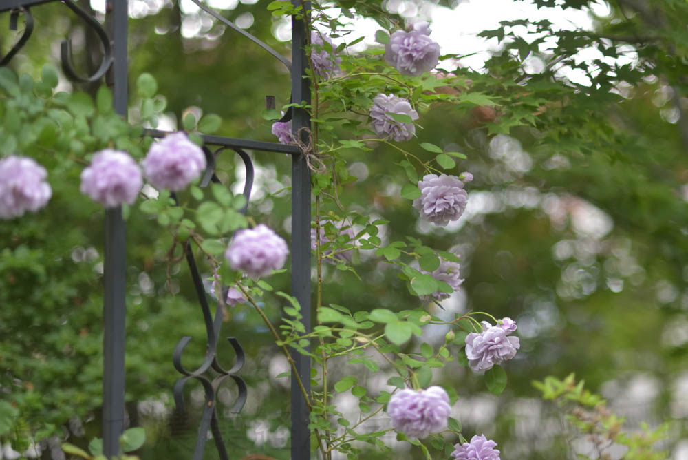 roses in my garden