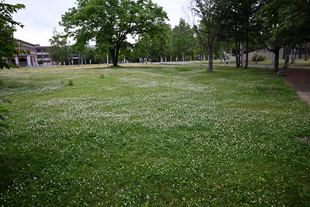 clover
