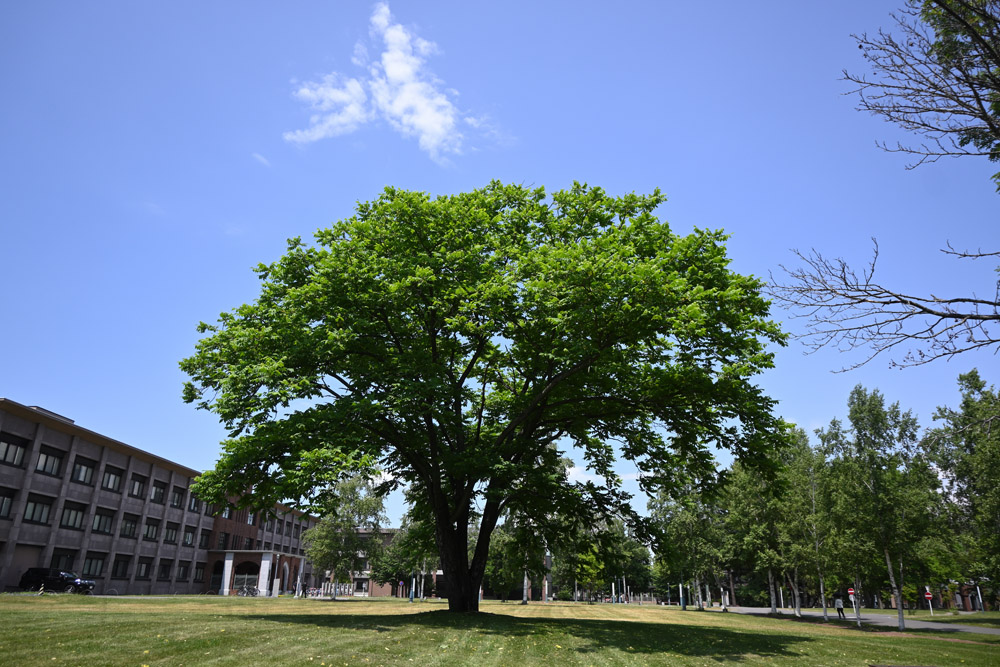 wood