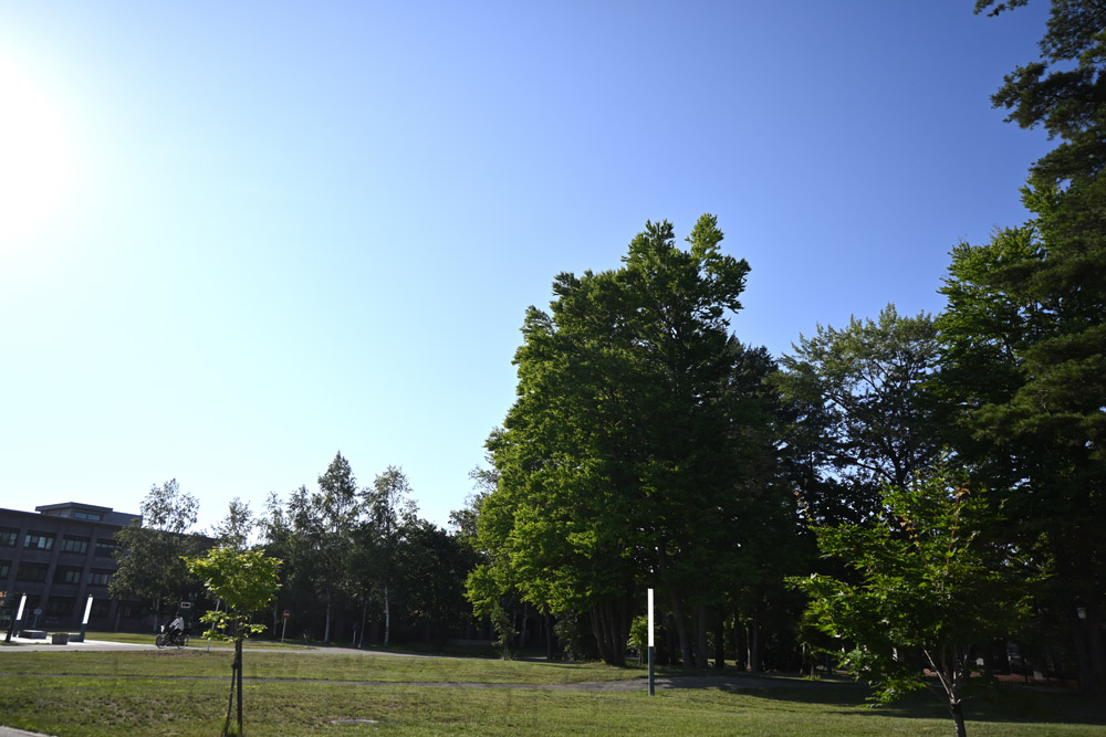 summer sun shine