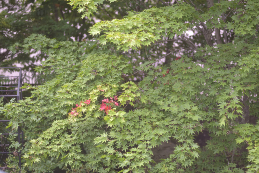 leaves