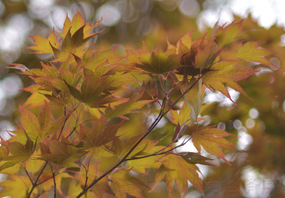 leaves