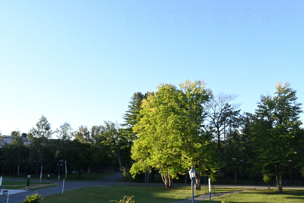 katsura