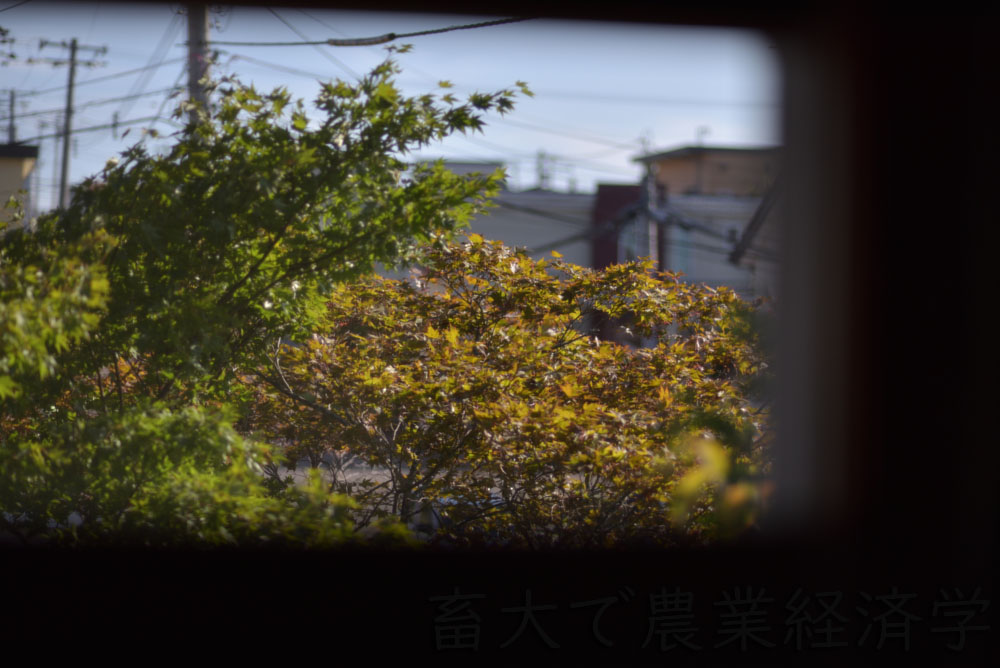 from my window