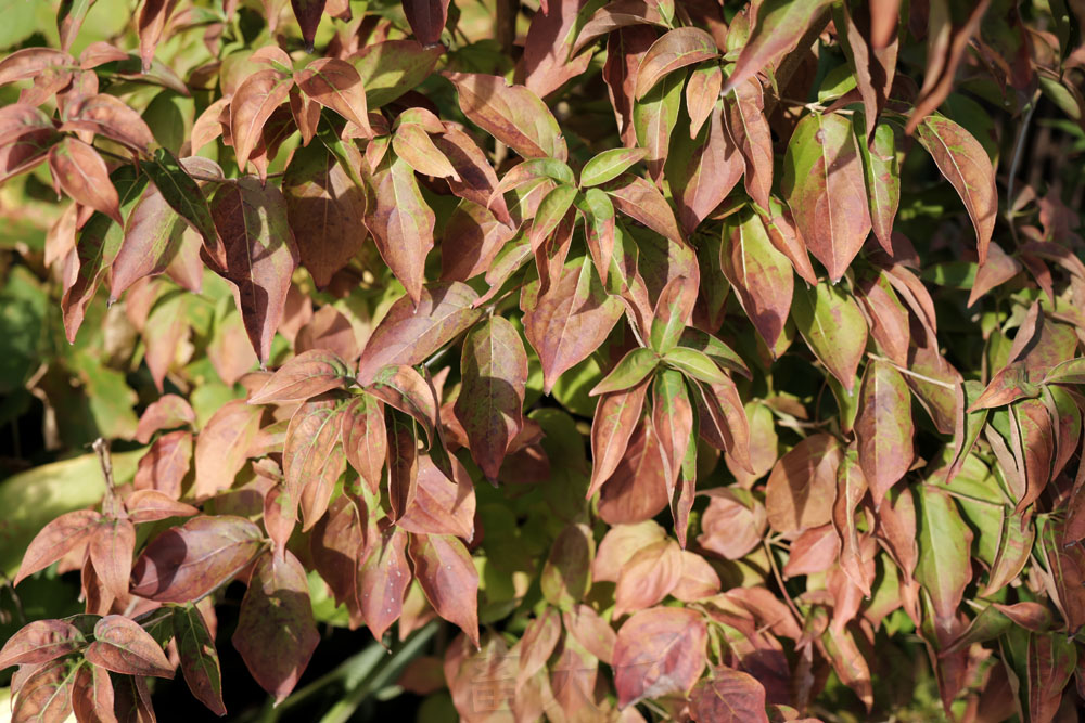 mioddle of autumn