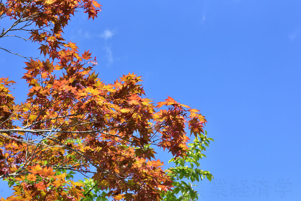 autumn sky