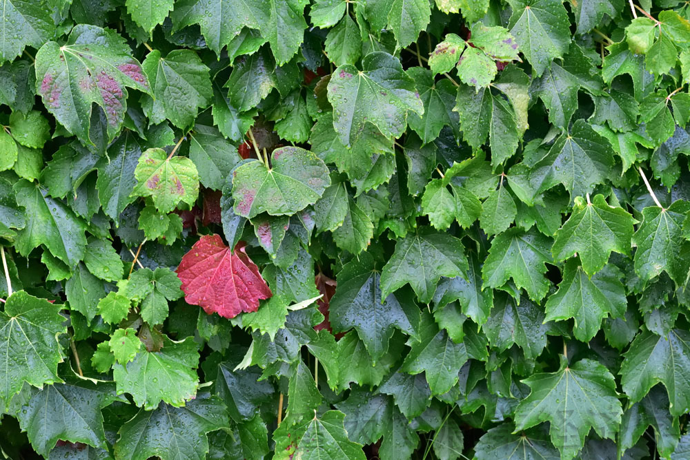 autumn leaves