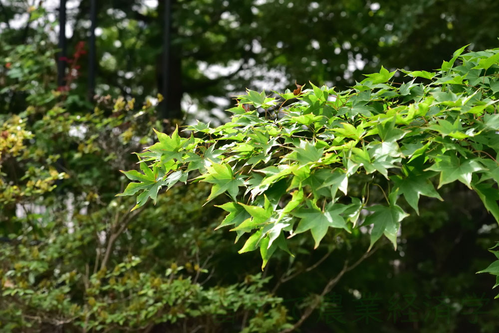 autumn leaves