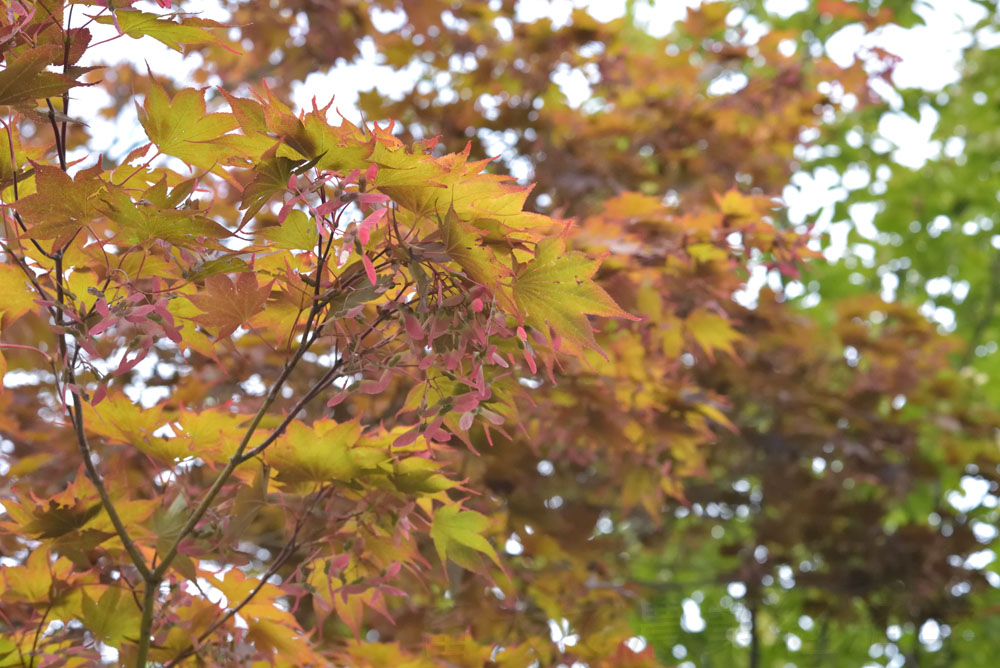 autumn leaves