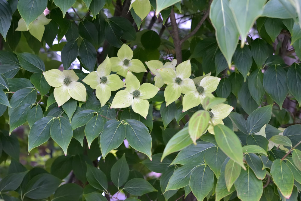 autumn leaves