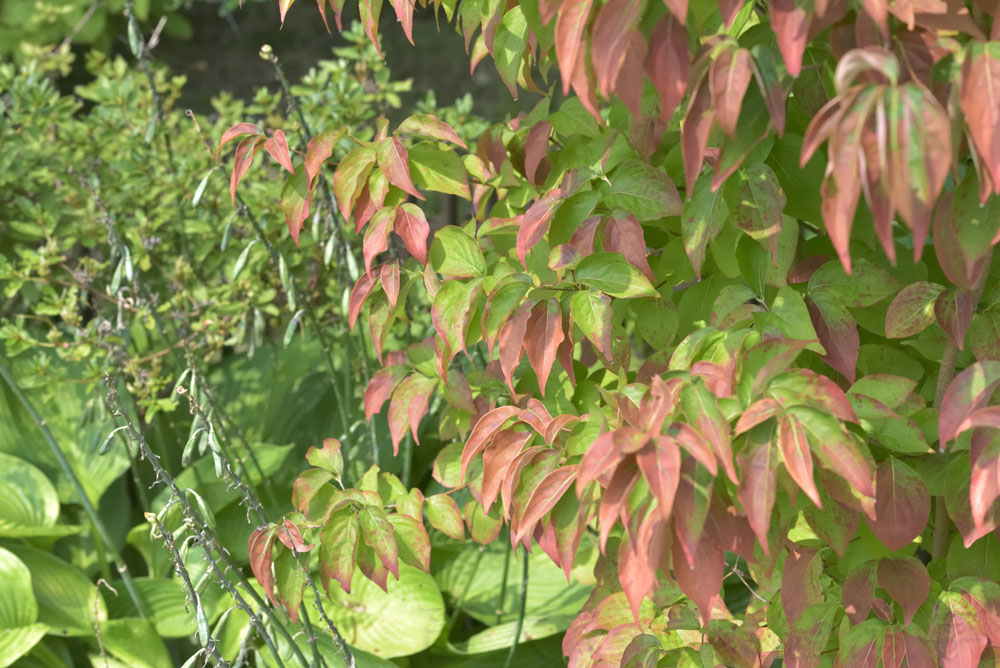 autumn leaves