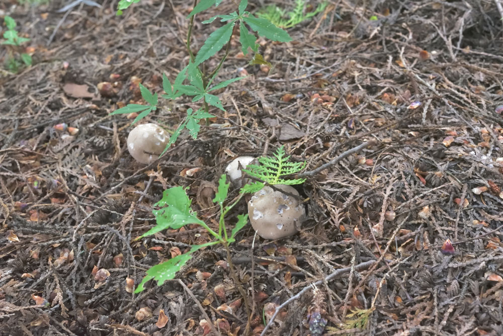 mushroom