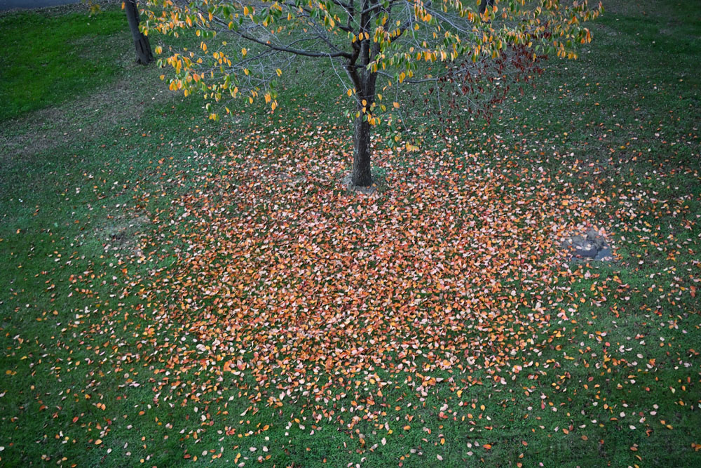 autumn